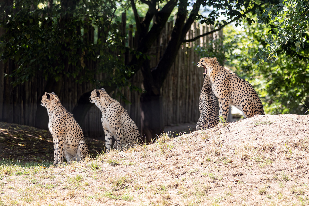 Vier Geparden mit hell beigem Fell und schwarzen Punkten sitzen im Gehege und genießen das schöne Wetter. Einer der Geparden gähnt.