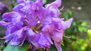 Nahaufnahme der violetten Blüte eines Rhododendronstrauches