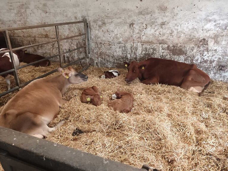 2 Kühe und drei Kälber liegen im Stall auf Stroh.